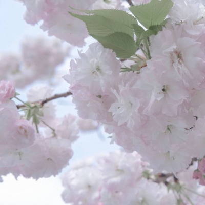 绩溪福瑞交流群